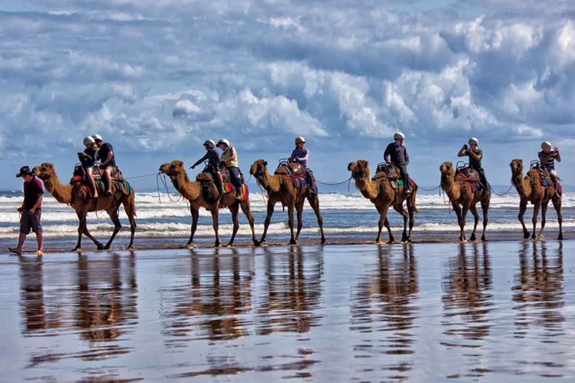 Camel rides on the beach